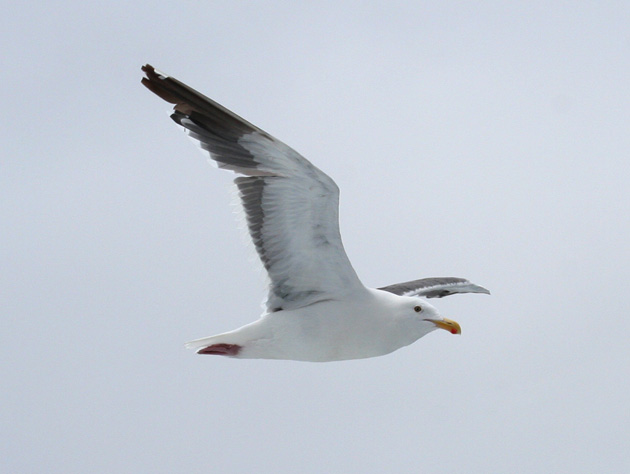 Western Gull